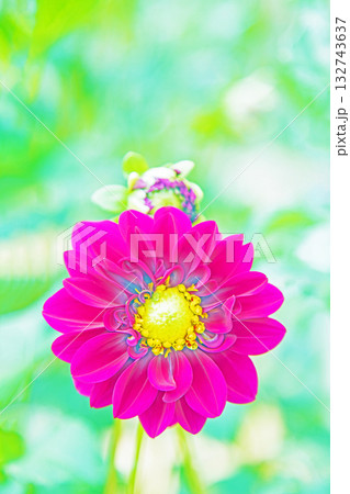 家の周りの草花 四季の色々 秋風にそよぐ赤やピンクの花がダリア園の花畑を彩どっています 家の周りの草花 四季の色々 秋風にそよぐ赤やピンクの花がダリア園の花畑を彩どっています 132743637