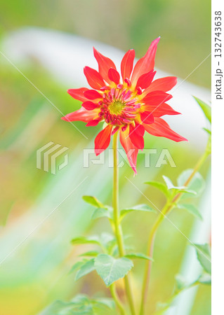 家の周りの草花 四季の色々 秋風にそよぐ赤やピンクの花がダリア園の花畑を彩どっています 家の周りの草花 四季の色々 秋風にそよぐ赤やピンクの花がダリア園の花畑を彩どっています 132743638