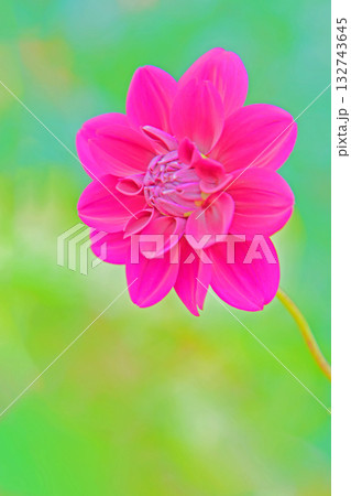 家の周りの草花 四季の色々 秋風にそよぐ赤やピンクの花がダリア園の花畑を彩どっています 家の周りの草花 四季の色々 秋風にそよぐ赤やピンクの花がダリア園の花畑を彩どっています 132743645