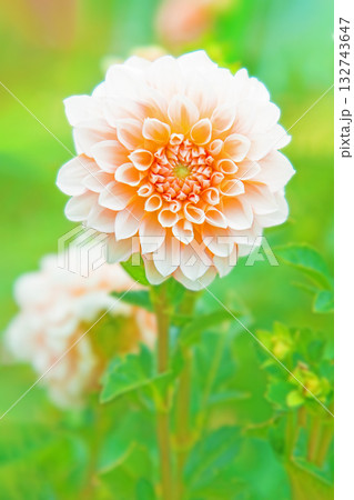 家の周りの草花 四季の色々 秋風にそよぐ赤やピンクの花がダリア園の花畑を彩どっています 家の周りの草花 四季の色々 秋風にそよぐ赤やピンクの花がダリア園の花畑を彩どっています 132743647