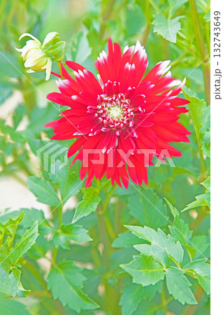 家の周りの草花 四季の色々 秋風にそよぐ赤やピンクの花がダリア園の花畑を彩どっています 家の周りの草花 四季の色々 秋風にそよぐ赤やピンクの花がダリア園の花畑を彩どっています 132743649