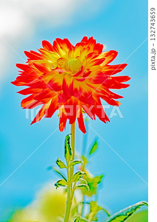 家の周りの草花　四季の色々　秋風にそよぐ赤やピンクの花がダリア園の花畑を彩どっています 132743659