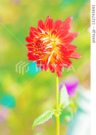 家の周りの草花　四季の色々　秋風にそよぐ赤やピンクの花がダリア園の花畑を彩どっています 132743691
