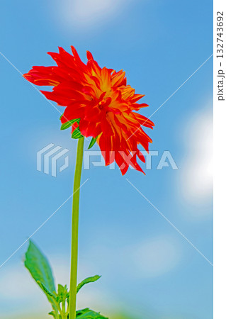 家の周りの草花 四季の色々 秋風にそよぐ赤やピンクの花がダリア園の花畑を彩どっています 家の周りの草花 四季の色々 秋風にそよぐ赤やピンクの花がダリア園の花畑を彩どっています 132743692