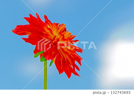 家の周りの草花　四季の色々　秋風にそよぐ赤やピンクの花がダリア園の花畑を彩どっています 132743693