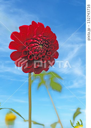 家の周りの草花　四季の色々　秋風にそよぐ赤やピンクの花がダリア園の花畑を彩どっています 132743716