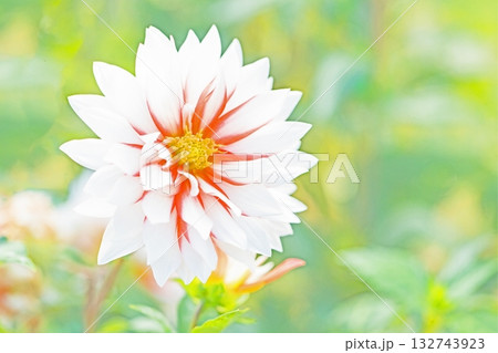 家の周りの草花 四季の色々 秋風にそよぐ赤やピンクの花がダリア園の花畑を彩どっています 家の周りの草花 四季の色々 秋風にそよぐ赤やピンクの花がダリア園の花畑を彩どっています 132743923