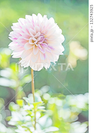 家の周りの草花 四季の色々 秋風にそよぐ赤やピンクの花がダリア園の花畑を彩どっています 家の周りの草花 四季の色々 秋風にそよぐ赤やピンクの花がダリア園の花畑を彩どっています 132743925