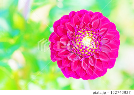 家の周りの草花　四季の色々　秋風にそよぐ赤やピンクの花がダリア園の花畑を彩どっています 132743927