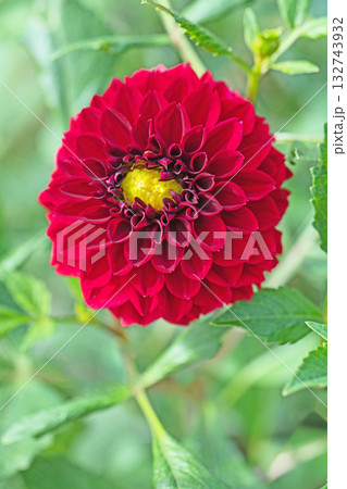 家の周りの草花 四季の色々 秋風にそよぐ赤やピンクの花がダリア園の花畑を彩どっています 家の周りの草花 四季の色々 秋風にそよぐ赤やピンクの花がダリア園の花畑を彩どっています 132743932