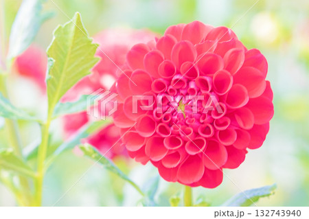 家の周りの草花 四季の色々 秋風にそよぐ赤やピンクの花がダリア園の花畑を彩どっています 家の周りの草花 四季の色々 秋風にそよぐ赤やピンクの花がダリア園の花畑を彩どっています 132743940