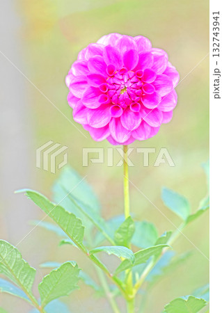 家の周りの草花　四季の色々　秋風にそよぐ赤やピンクの花がダリア園の花畑を彩どっています 132743941