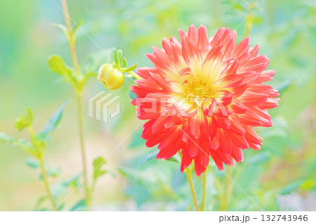 家の周りの草花 四季の色々 秋風にそよぐ赤やピンクの花がダリア園の花畑を彩どっています 家の周りの草花 四季の色々 秋風にそよぐ赤やピンクの花がダリア園の花畑を彩どっています 132743946