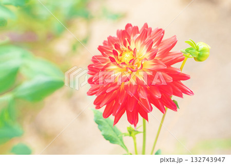 家の周りの草花 四季の色々 秋風にそよぐ赤やピンクの花がダリア園の花畑を彩どっています 家の周りの草花 四季の色々 秋風にそよぐ赤やピンクの花がダリア園の花畑を彩どっています 132743947