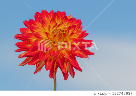 家の周りの草花　四季の色々　秋風にそよぐ赤やピンクの花がダリア園の花畑を彩どっています 132743957