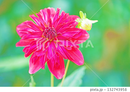 家の周りの草花　四季の色々　秋風にそよぐ赤やピンクの花がダリア園の花畑を彩どっています 132743958
