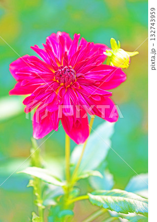 家の周りの草花　四季の色々　秋風にそよぐ赤やピンクの花がダリア園の花畑を彩どっています 132743959