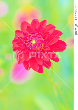 家の周りの草花　四季の色々　秋風にそよぐ赤やピンクの花がダリア園の花畑を彩どっています 132743960