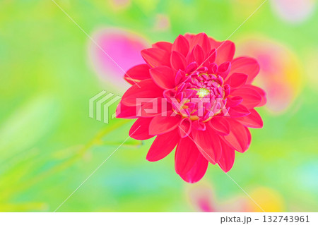 家の周りの草花 四季の色々 秋風にそよぐ赤やピンクの花がダリア園の花畑を彩どっています 家の周りの草花 四季の色々 秋風にそよぐ赤やピンクの花がダリア園の花畑を彩どっています 132743961