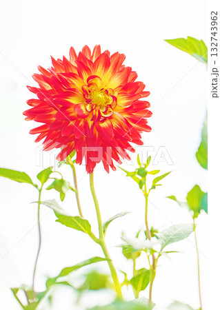 家の周りの草花　四季の色々　秋風にそよぐ赤やピンクの花がダリア園の花畑を彩どっています 132743962