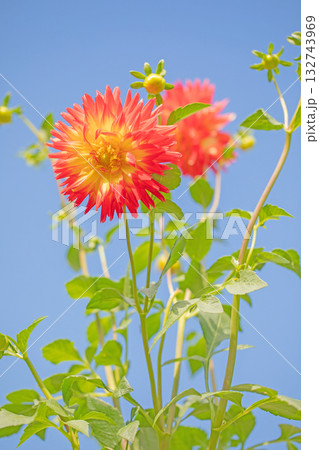 家の周りの草花 四季の色々 秋風にそよぐ赤やピンクの花がダリア園の花畑を彩どっています 家の周りの草花 四季の色々 秋風にそよぐ赤やピンクの花がダリア園の花畑を彩どっています 132743969