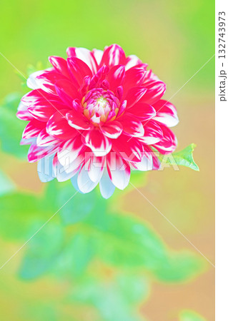 家の周りの草花　四季の色々　秋風にそよぐ赤やピンクの花がダリア園の花畑を彩どっています 132743973