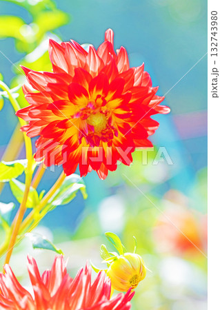 家の周りの草花 四季の色々 秋風にそよぐ赤やピンクの花がダリア園の花畑を彩どっています 家の周りの草花 四季の色々 秋風にそよぐ赤やピンクの花がダリア園の花畑を彩どっています 132743980