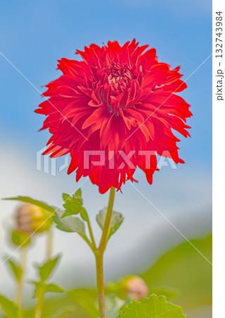 家の周りの草花　四季の色々　秋風にそよぐ赤やピンクの花がダリア園の花畑を彩どっています 132743984