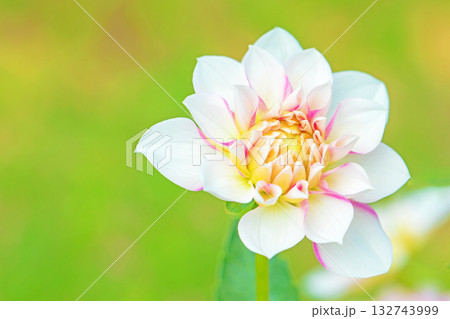 家の周りの草花　四季の色々　秋風にそよぐ赤やピンクの花がダリア園の花畑を彩どっています 132743999