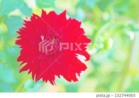 家の周りの草花　四季の色々　秋風にそよぐ赤やピンクの花がダリア園の花畑を彩どっています 132744005