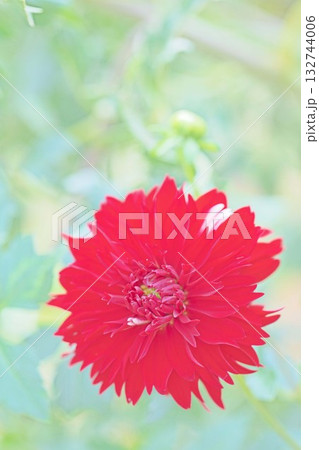 家の周りの草花　四季の色々　秋風にそよぐ赤やピンクの花がダリア園の花畑を彩どっています 132744006