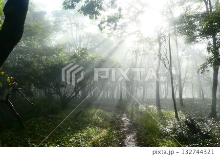 荒船山の木漏れ日 荒船山の木漏れ日 132744321
