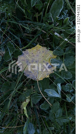 frosted yellow leaf on green grass in early autumn morning 132744381