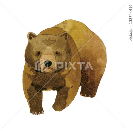 歩くヒグマ（熊）　手描き水彩イラスト素材 132744416