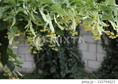 The lime tree is in bloom in spring. 132744823