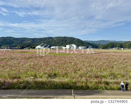 コスモス畑で遊ぶ 	福井県　曇り空と宮ノ下コスモス公苑 132744905