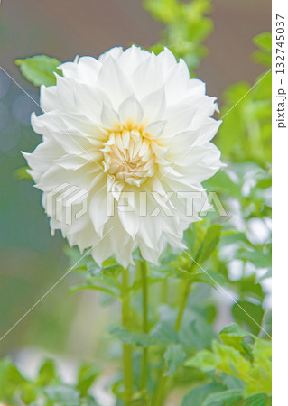 家の周りの草花　四季の色々　秋風にそよぐ白色の大輪の花がダリア園の花畑を彩どっています 132745037