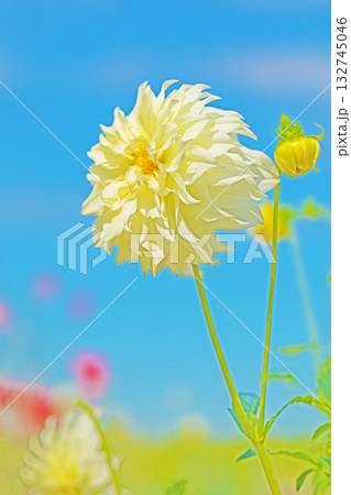 家の周りの草花　四季の色々　秋風にそよぐ白色の大輪の花がダリア園の花畑を彩どっています 132745046