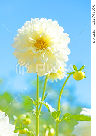 家の周りの草花　四季の色々　秋風にそよぐ白色の大輪の花がダリア園の花畑を彩どっています 132745050