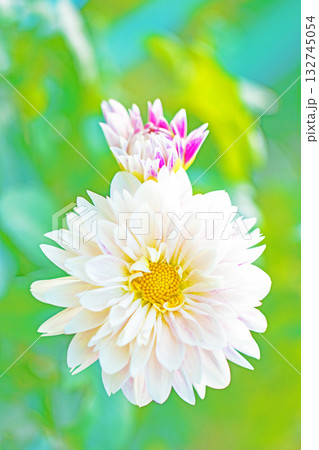 家の周りの草花　四季の色々　秋風にそよぐ白色の大輪の花がダリア園の花畑を彩どっています 132745054