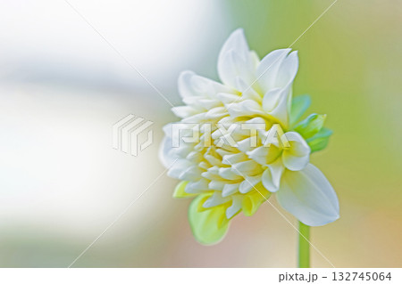 家の周りの草花　四季の色々　秋風にそよぐ白色の大輪の花がダリア園の花畑を彩どっています 132745064