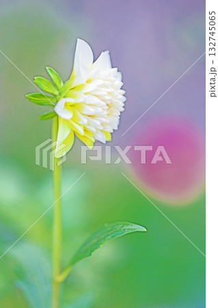 家の周りの草花　四季の色々　秋風にそよぐ白色の大輪の花がダリア園の花畑を彩どっています 132745065