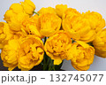 Big beautiful bouquet of yellow tulips on a white background 132745077