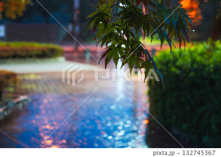 雨の日の地面に反射するカラフルな光とモミジの葉 雨の日の地面に反射するカラフルな光とモミジの葉 132745367