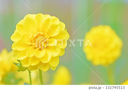 家の周りの草花　四季の色々　秋風にそよぐ黄色の大輪の花がダリア園の花畑を彩どっています 132745513