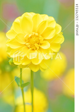 家の周りの草花　四季の色々　秋風にそよぐ黄色の大輪の花がダリア園の花畑を彩どっています 132745514