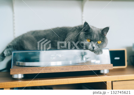 ターンテーブルの上でリラックスするネコ 132745621