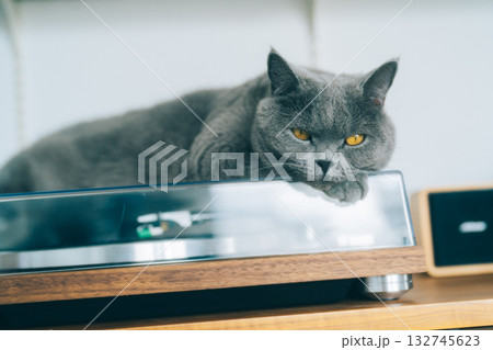 ターンテーブルの上でリラックスするネコ 132745623