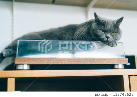 ターンテーブルの上でリラックスするネコ 132745625