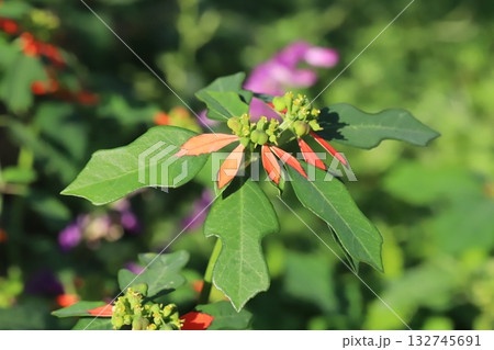 夏から秋の庭に咲く中心が赤く先端が緑色の葉があるショウジョウソウ（サマーポインセチア） 132745691
